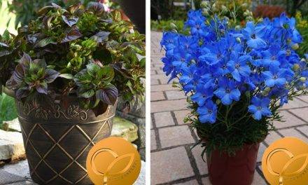 Golden Trio for 2021