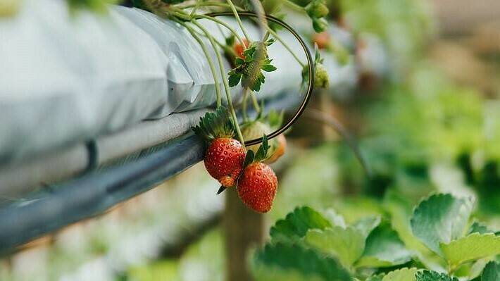 ¿Cuál es la diferencia entre acuaponía e hidroponía?