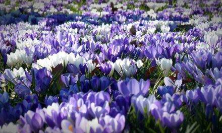 El azafrán, la especia más cara del mundo