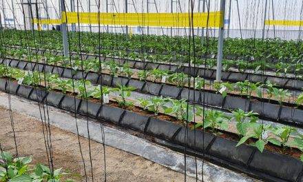 Biobest inicia programa de MIP para pimiento en la República Dominicana