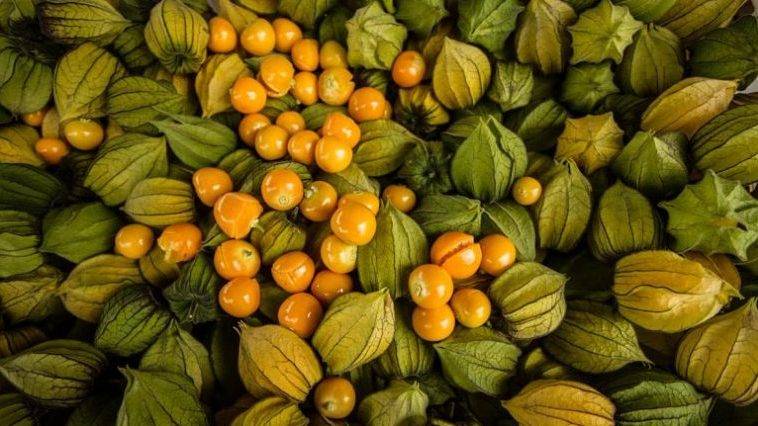 El INTA y la UBA de Argentina empiezan a estudiar la uchuva