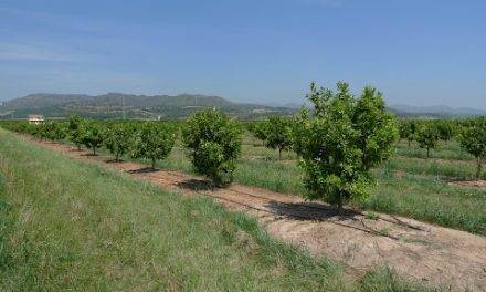 La combinación cebada y avena, una buena cubierta vegetal para cítricos