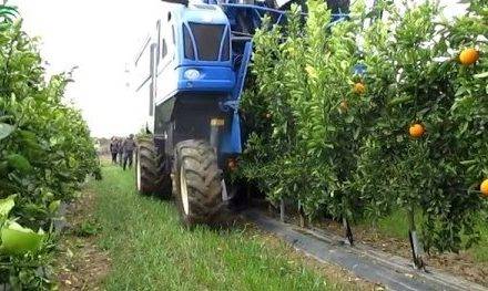 CitrusTech impulsa la mecanización en los cítricos