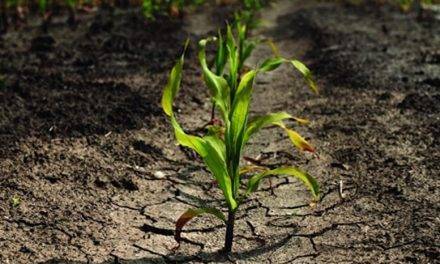Detección de estrés en plantas gracias a nanosensores en sus hojas