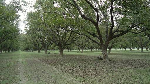 Aptitudes agronómicas de variedades de pecanero en España