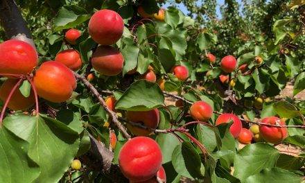 La fruta de hueso: retos y oportunidades desde Murcia