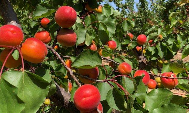 La fruta de hueso: retos y oportunidades desde Murcia