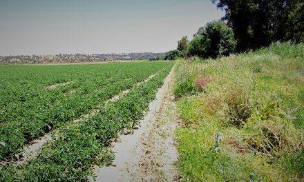 El The Good Growth Plan y la operación polinizador