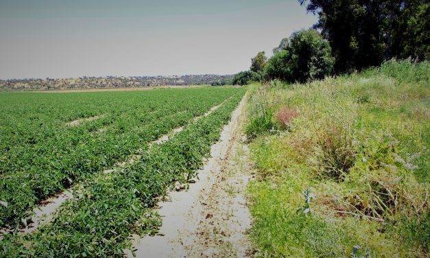 El The Good Growth Plan y la operación polinizador