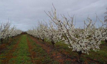 Los efectos positivos de disminuir el riego en ciertas etapas, bajo climas secos en el ciruelo