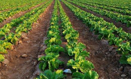 Uso de bioestimulantes en la agricultura intensiva