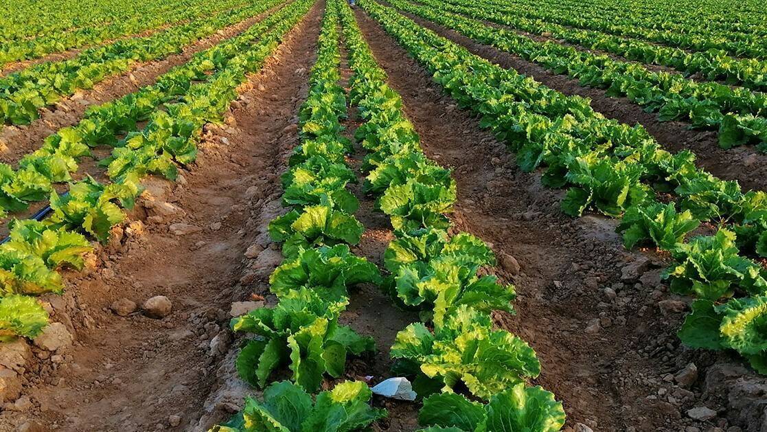 Uso de bioestimulantes en la agricultura intensiva