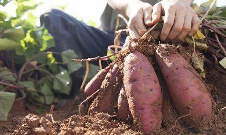 Actualidad en boniato y experimento que mejora su rentabilidad