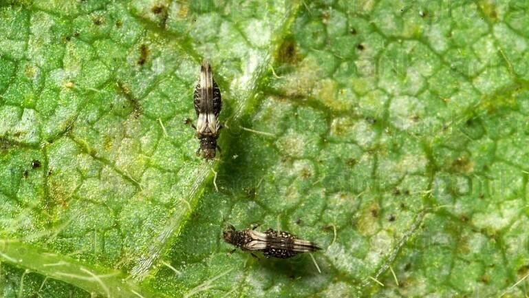 Excelente póster para identificación de trips