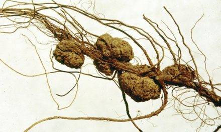 New strategy with potential to be applied in tracking plant diseases and animal epidemiology