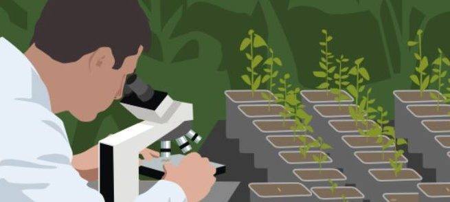 La ISF facilita el movimiento de semillas de calidad por todo el mundo