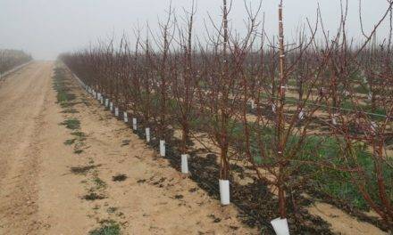 El mercado de frutos secos, nuevos desafíos para satisfacer el creciente consumo