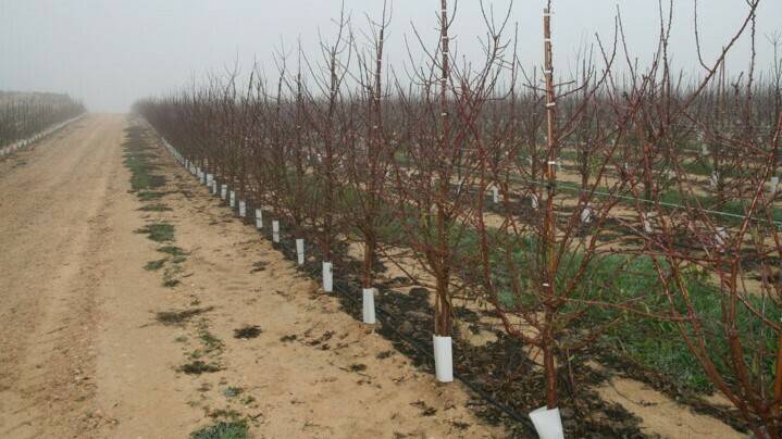 El mercado de frutos secos, nuevos desafíos para satisfacer el creciente consumo