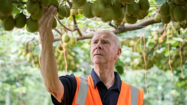 Award for the scientist developing the popular Zespri™ SunGold™ Kiwifruit
