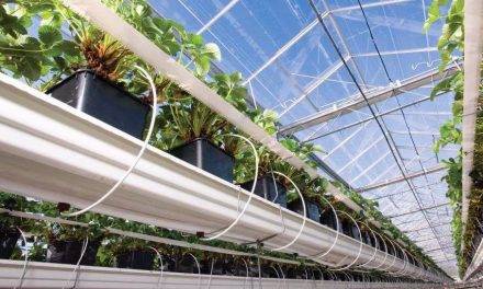 El riego automatizado, principios y herramientas actuales