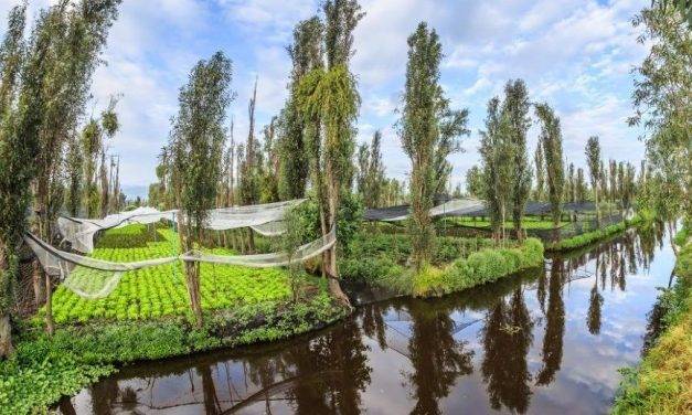 Investigar con acuaponía para promover mejoras en la plasticultura de la horticultura intensiva