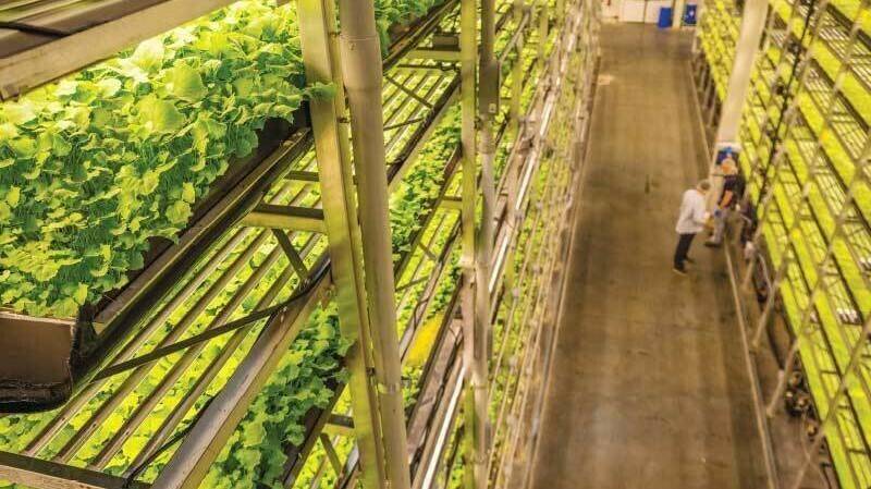 Grandes huertos de cultivo vertical en los Emiratos Árabes