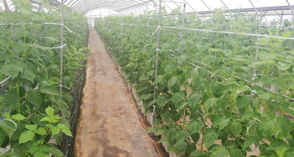 Cajamar presenta los resultados de 250 variedades hortofrutícolas