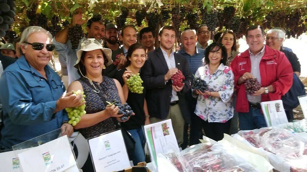 En Chile, presentan dos nuevas variedades de uva de mesa