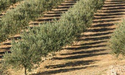 Presentan una App móvil que controla el fertirriego en olivos