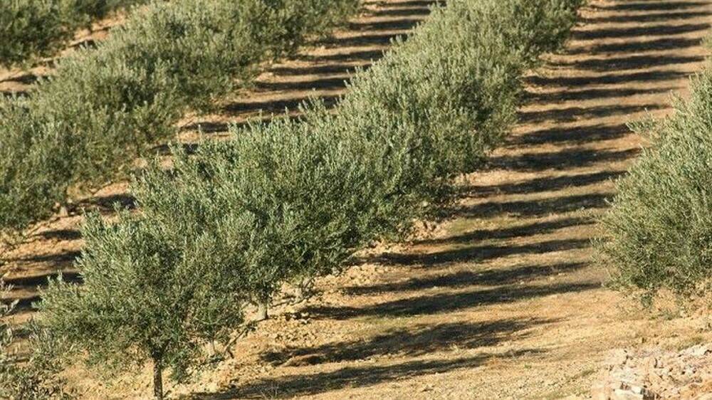 Presentan una App móvil que controla el fertirriego en olivos