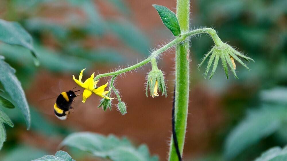 Nueva herramienta para la identificación y conteo de granos de polen