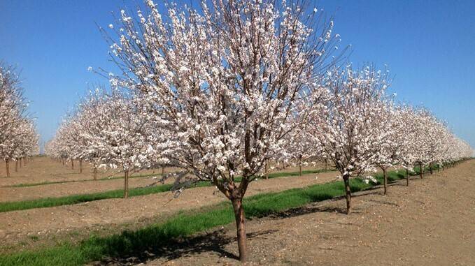 Nuevas tecnologías para identificar plantas de almendro amargo