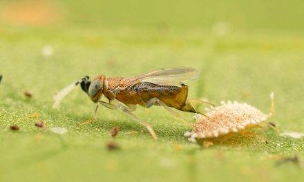 Se autoriza la liberación de Anagyrus aberiae para controlar el Cotonet de les Valls