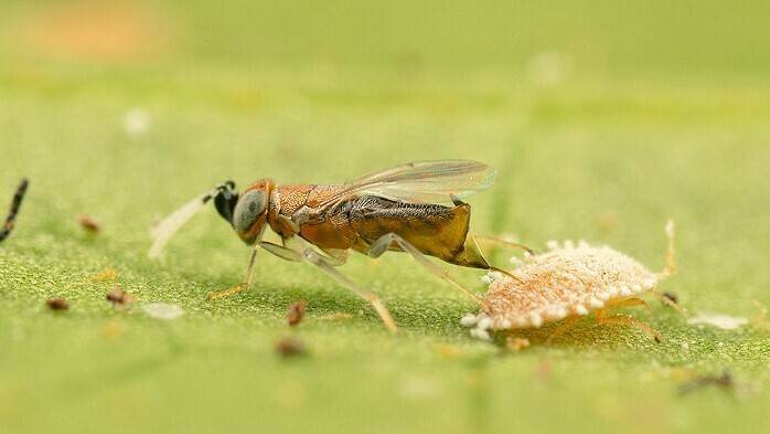 Se autoriza la liberación de Anagyrus aberiae para controlar el Cotonet de les Valls