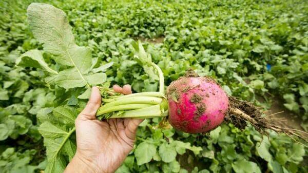 El rábano, un cultivo adaptado a superficies pobres