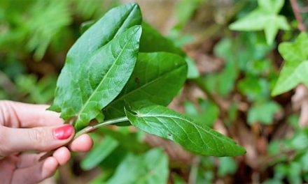 ¿Comeremos hojas de color amarillo o rojo?