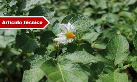 Sensores y estaciones de seguimiento climáticos para optimizar el cultivo de la patata