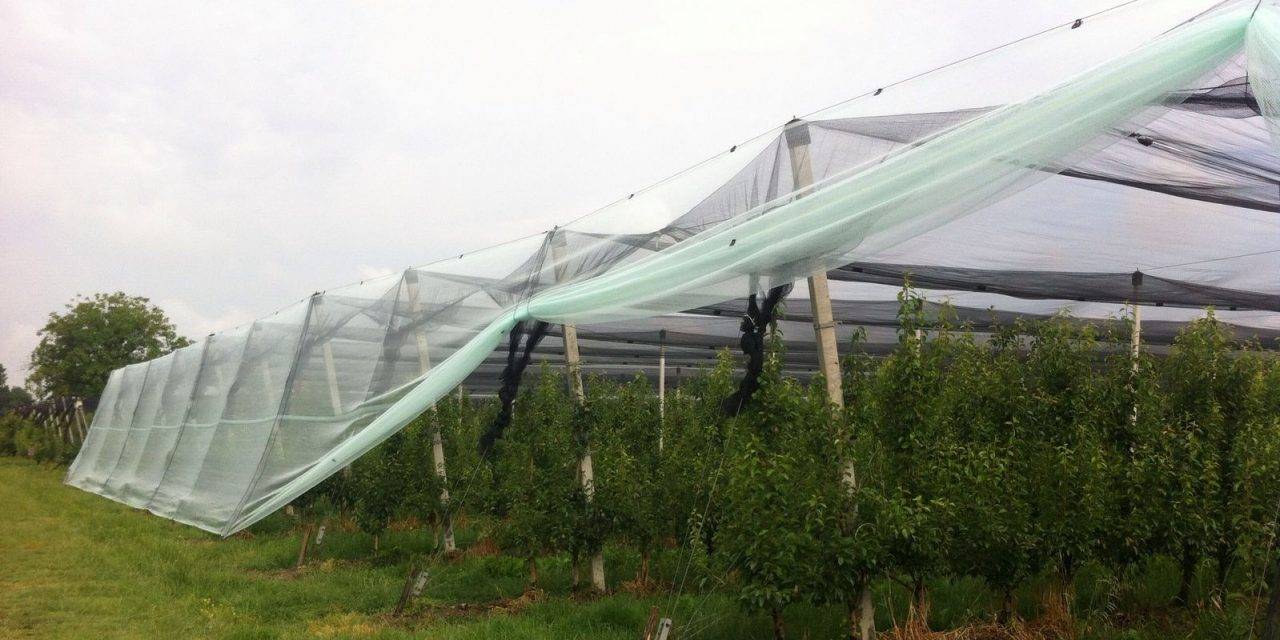 Hasta un 39% de reducción del consumo de agua en frutales de hueso bajo mallas antigranizo