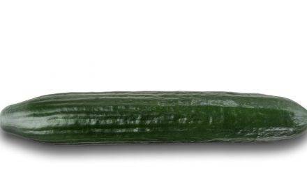 Pepinos de Fitó con la genética SmartQ