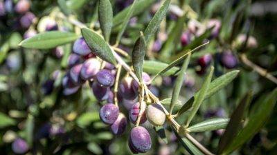 ¿Cómo afectará el cambio climático al cultivo del olivo en el Mediterráneo?