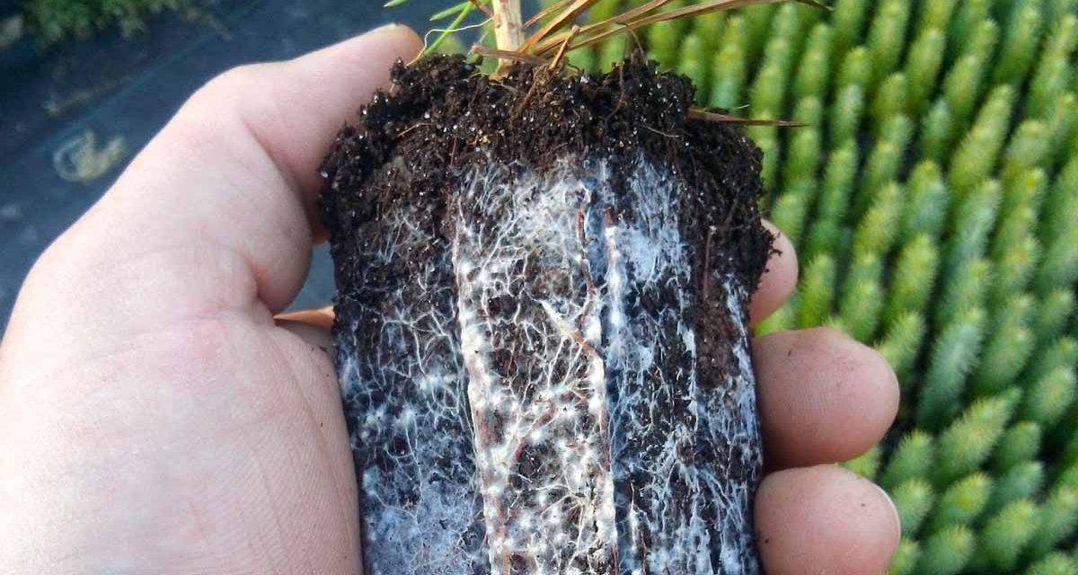 Hongos micorríticos y su aporte a las plantas