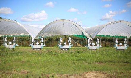 La falta de mano de obra y el avance de robots