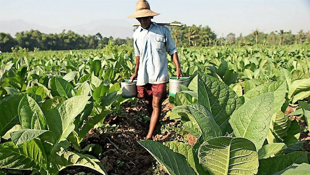 Gene manipulation using algae could grow more crops with less water