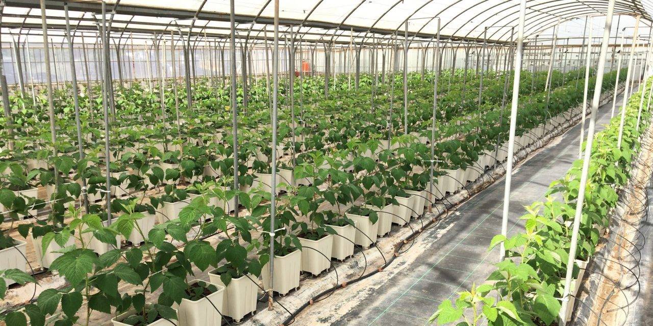 Soluciones Projar para el cultivo de frambuesa