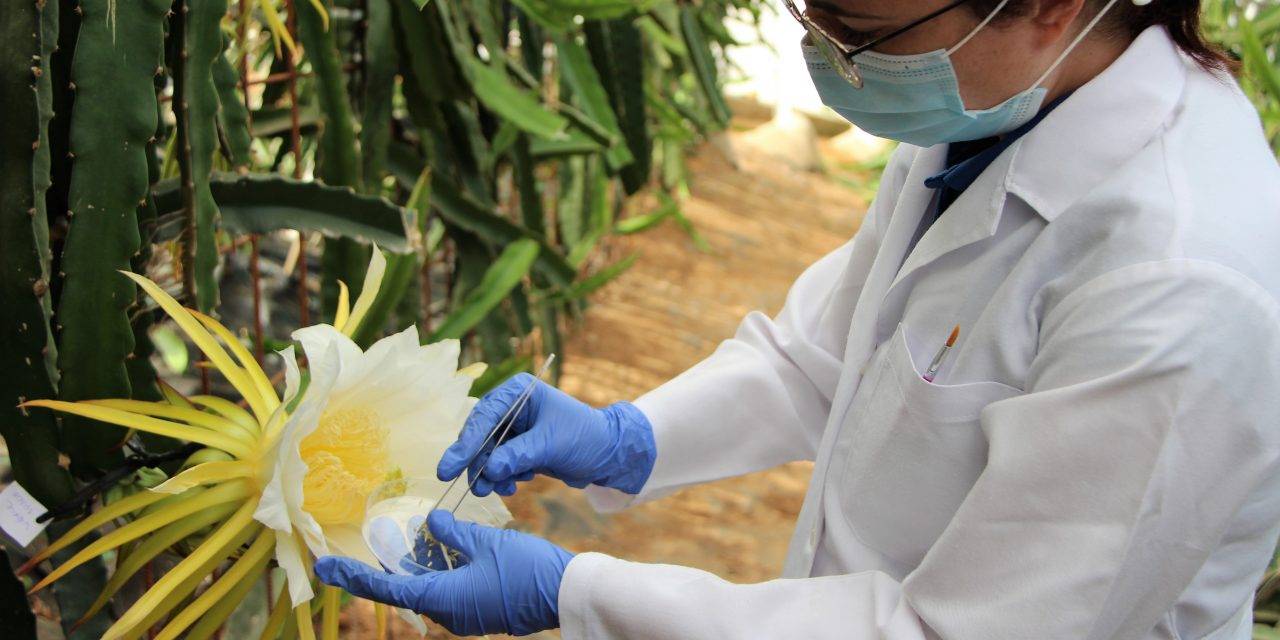 Tecnova estudia nuevas variedades de pitahaya adaptadas al modelo Almería