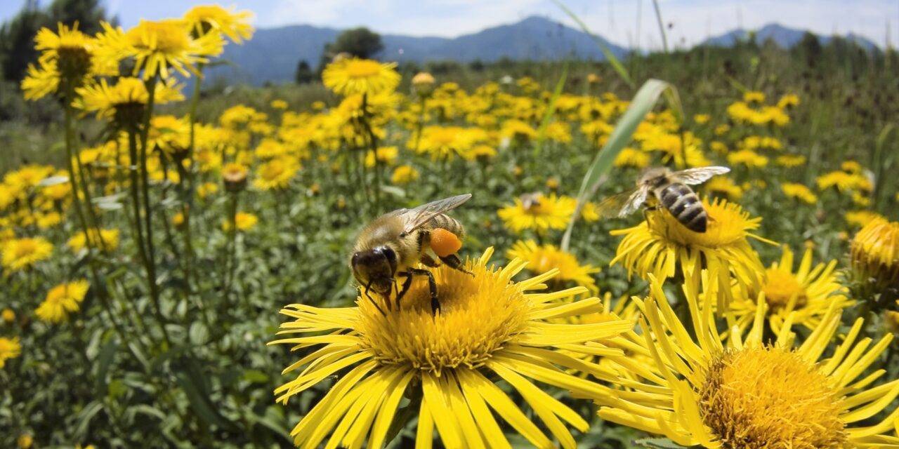 La supervivencia de las abejas en constante amenaza