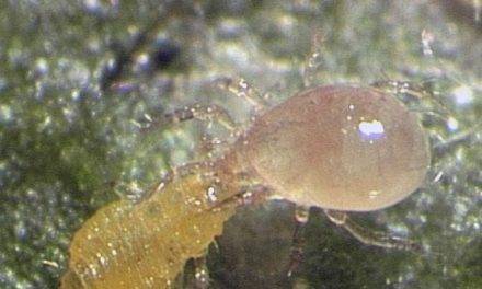 Las poblaciones de ácaros están en peligro y a un ritmo demasiado rápido