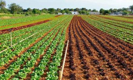 El agotamiento del fósforo, un nutriente indispensable en la agricultura mundial