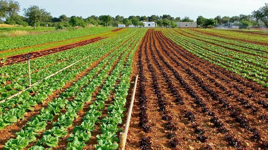 El agotamiento del fósforo, un nutriente indispensable en la agricultura mundial