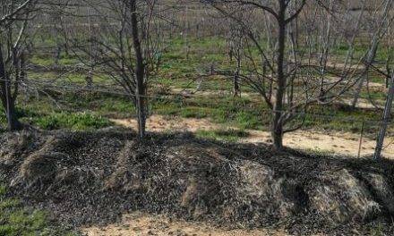Comienza una investigación en frutales sobre acolchado de paja en la línea
